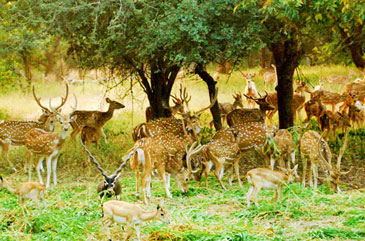 Wild-Life-Telangana